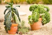 7 Delicious Container Garden Veggies