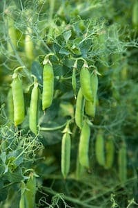 7 Delicious Container Garden Veggies